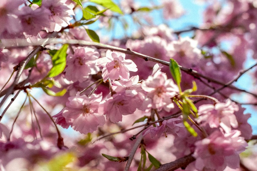 Book Your Cherry Blossom Season Getaway