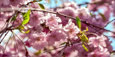 Book Your Cherry Blossom Season Getaway