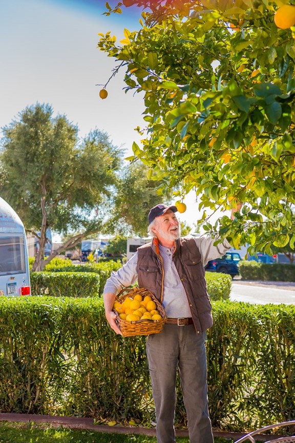 Fruit Picking