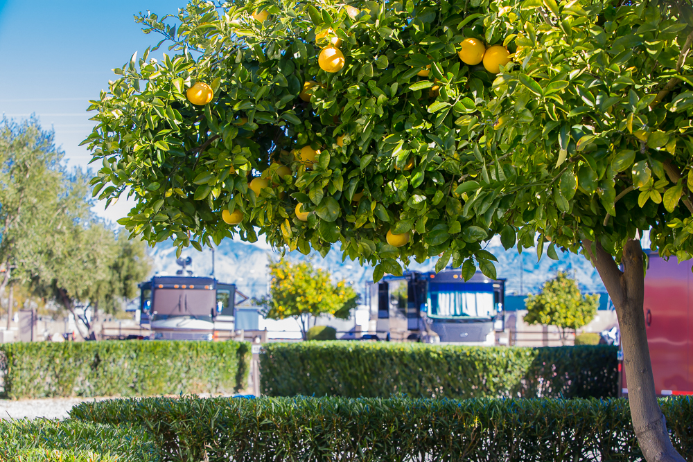 Fruit Tree