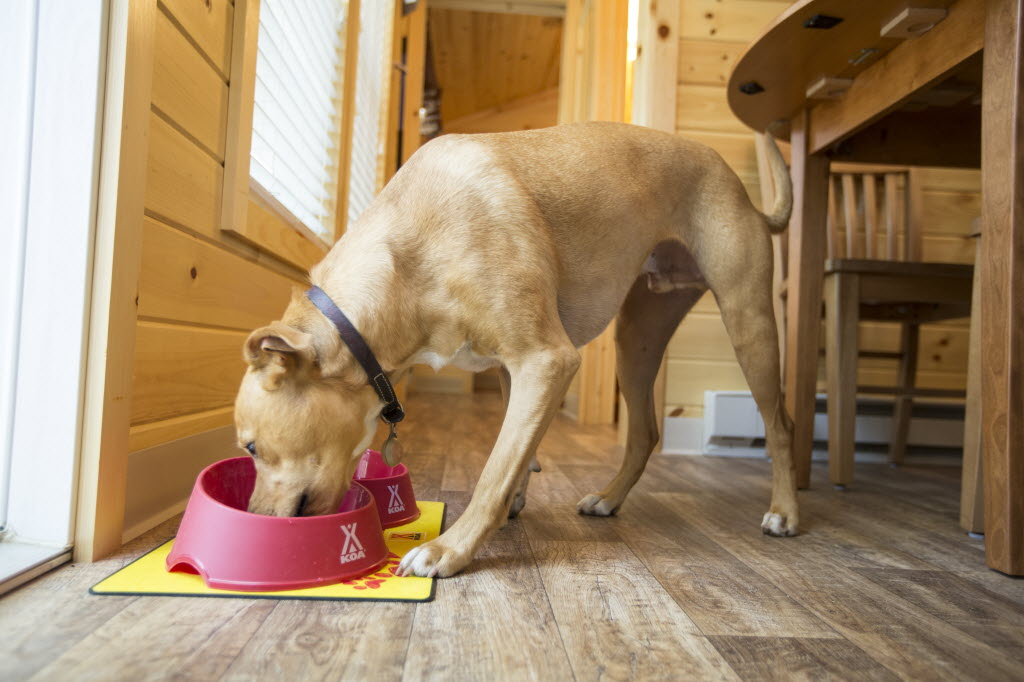 Pet-friendly Lodging