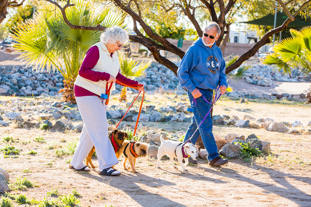 Pet Walk