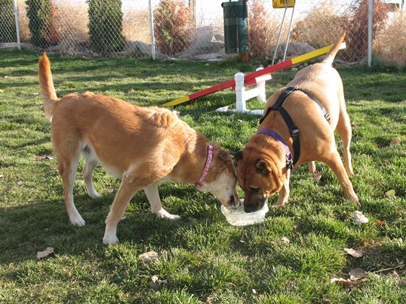 Pet Playground