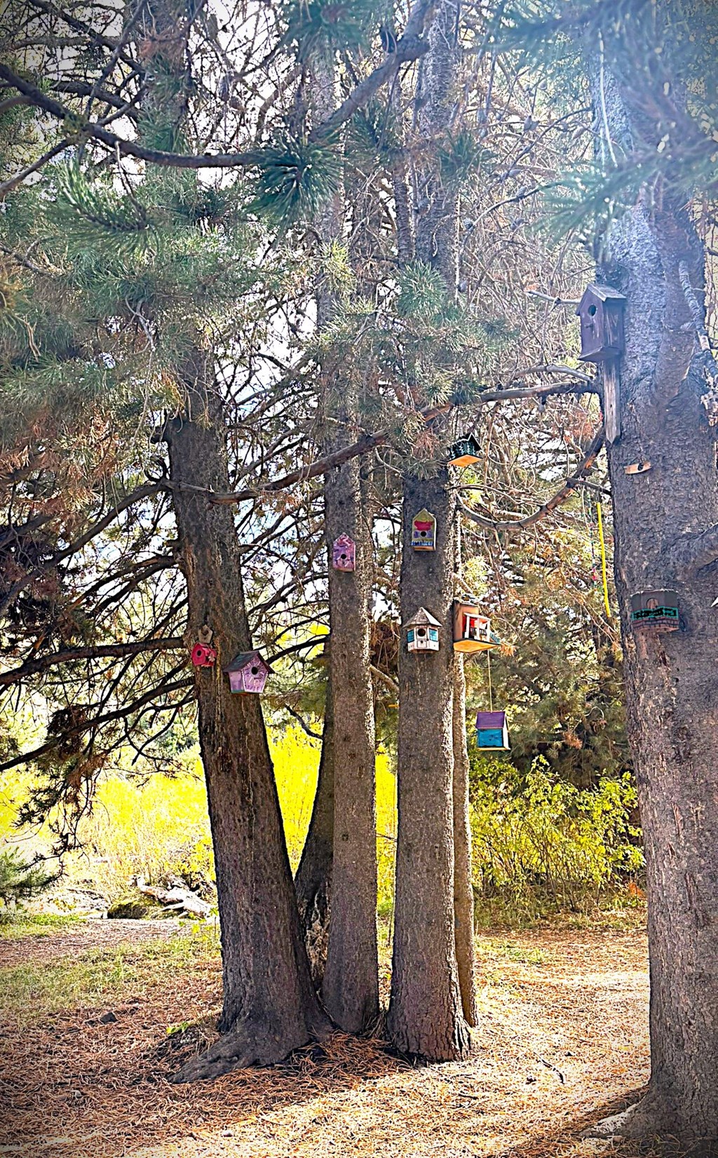 A Sanctuary of Wings: Visiting the Hummingbird Feeding Area