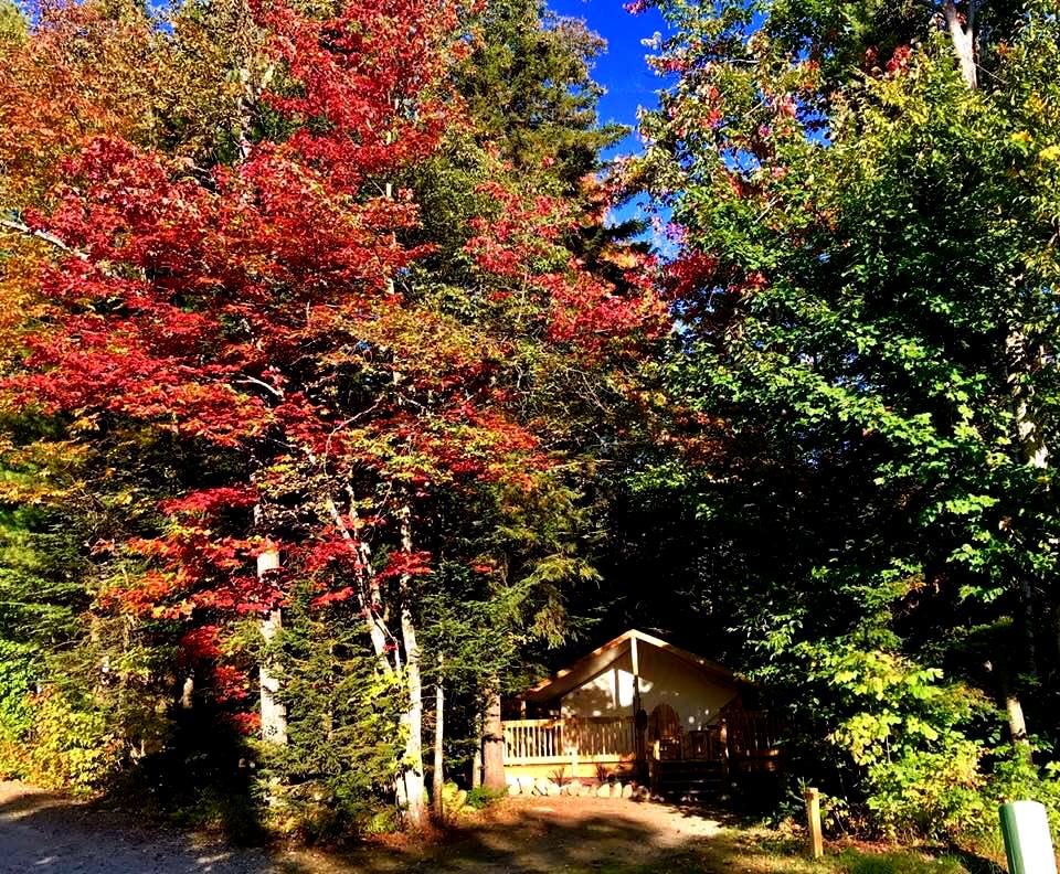 Nestled in the woods