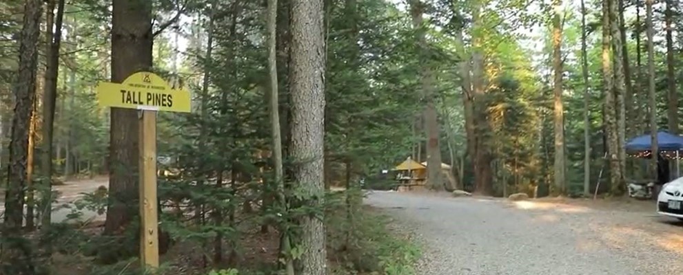 Tall Pines