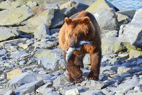 Wildlife!
