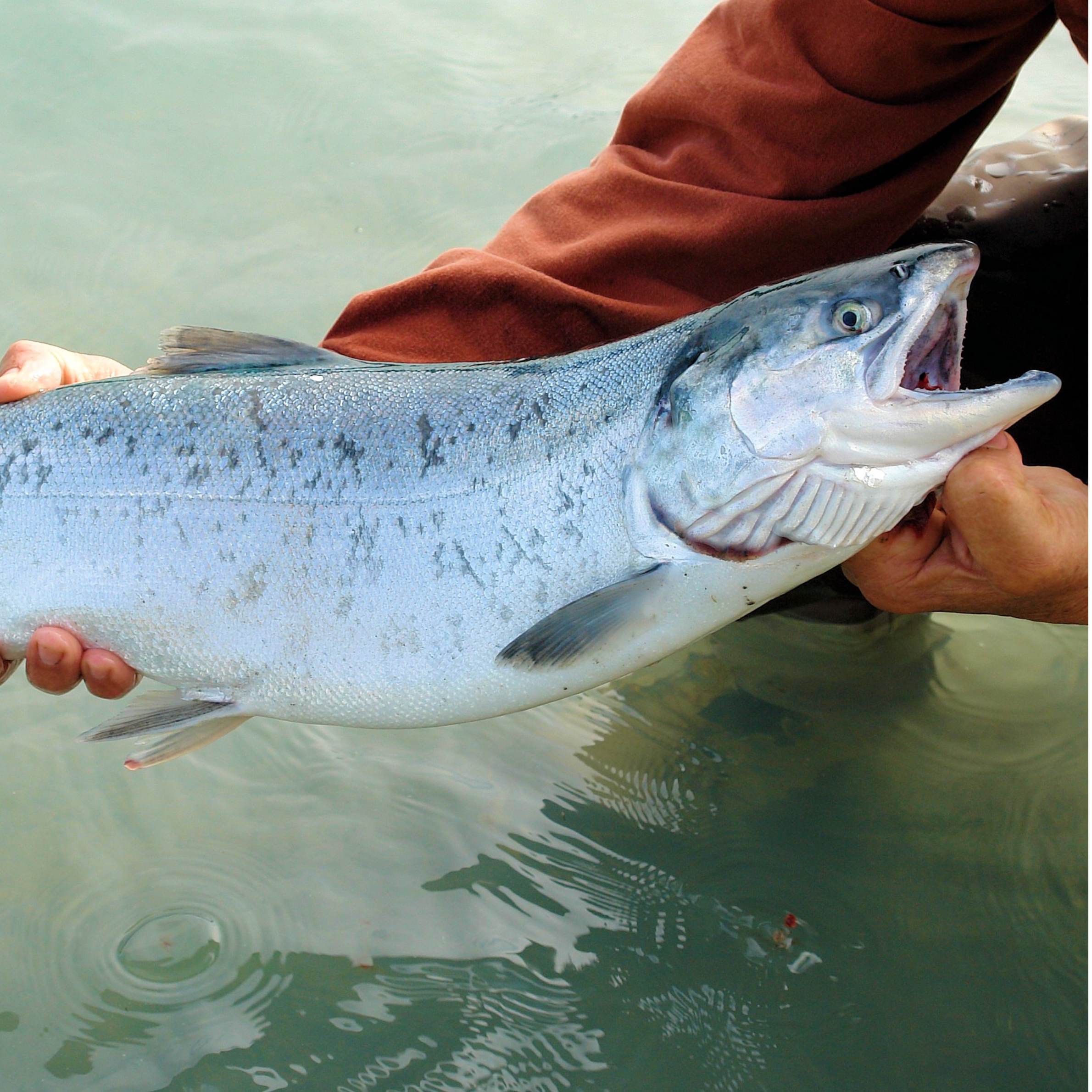 Valdez Silver Salmon Derby Photo