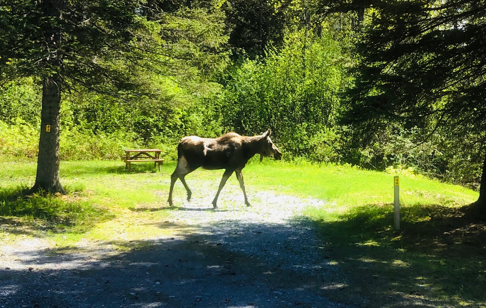 Moose in site 44!
