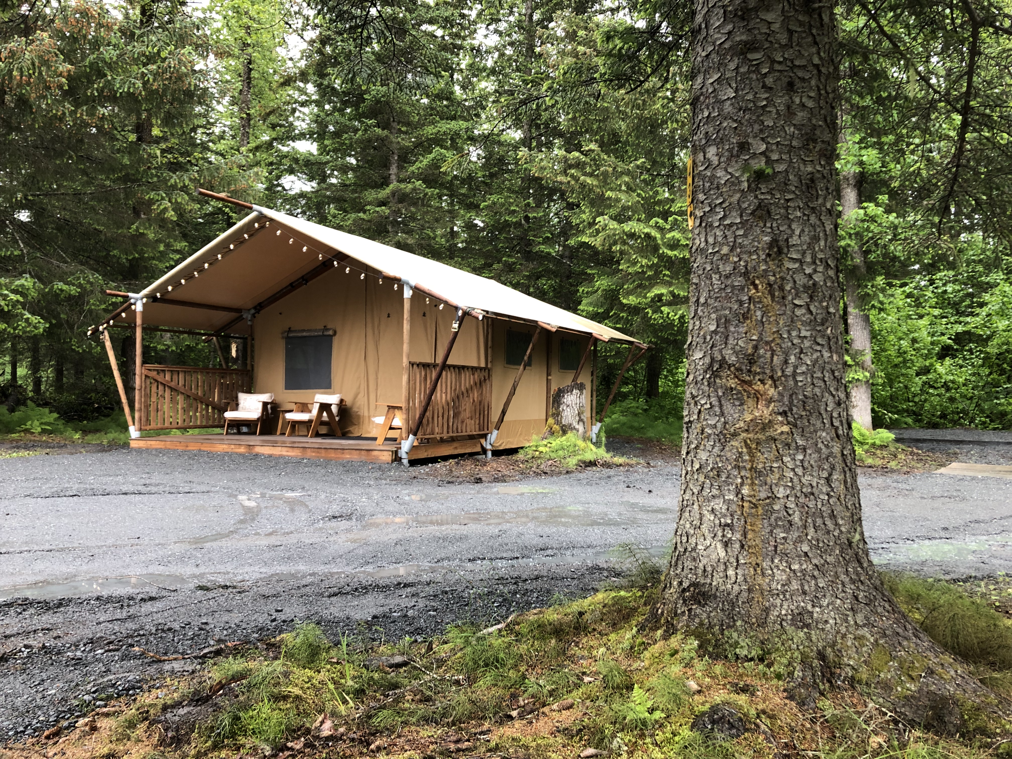 4 Person Glamping Tent Snuggled in the Tall Pines