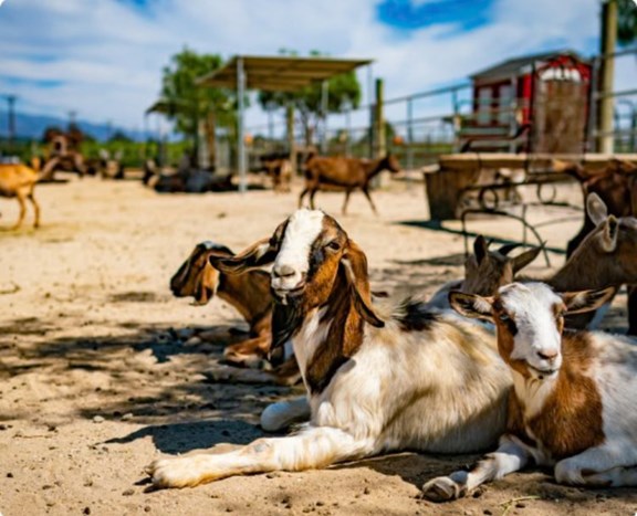 Prancer's Farm