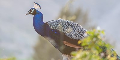 The Peacocks of Ventura Ranch KOA