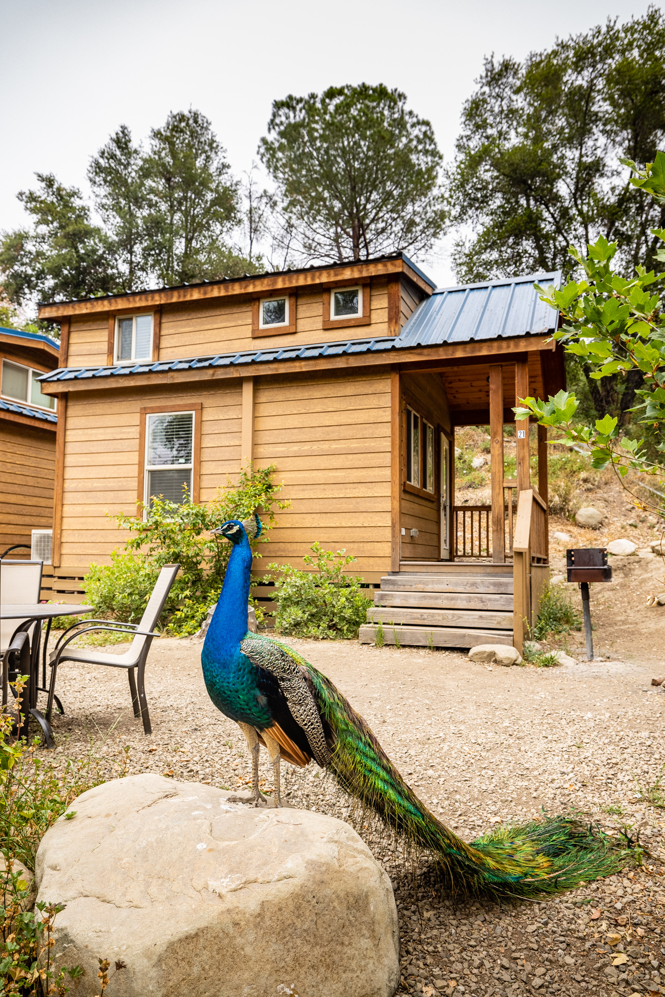 Deluxe Cabin