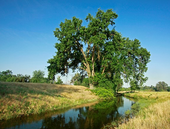 Kaweah Oaks Preserve