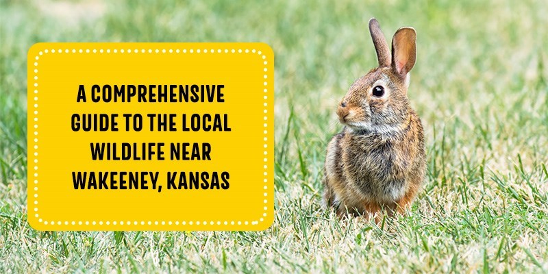 Local Wildlife Near Wakeeney, KS | WaKeeney KOA