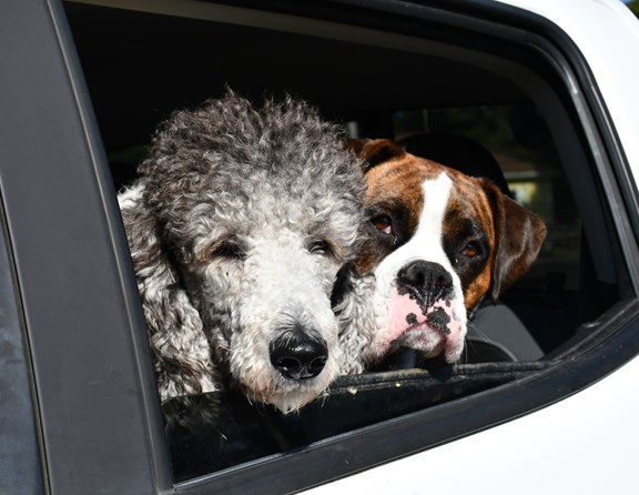We love our four-legged campers! They are all adorable. We love seeing them having a good time camping!<br />We do have <b>Breed Restrictions</b>. We <b>DO NOT ALLOW</b>-- Pitbull, Rottweilers, Dobermans, Malamutes, and Chows, or any dog that is mixed with these breeds. Sorry for any inconvenience. We are following our insurer's guidelines. we can not accommodate these breeds. All dogs must be kept on a leash at all times and you have to pick up after them, always!