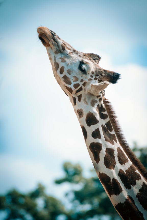 Columbus Zoo  1 hour 21 minutes (71.5 miles)
