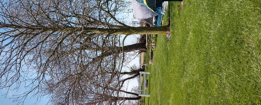 Grass pad tent sites!