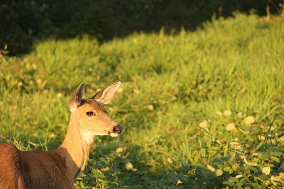 Deer Haven Park