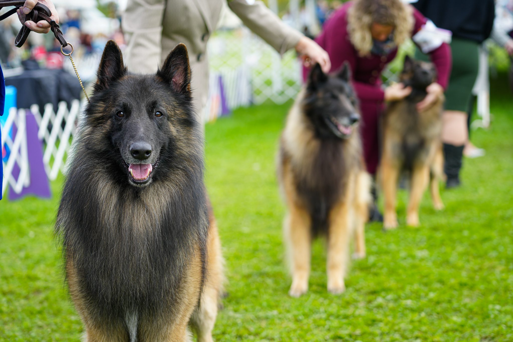 Wine Country Curcuit Dog Show Photo