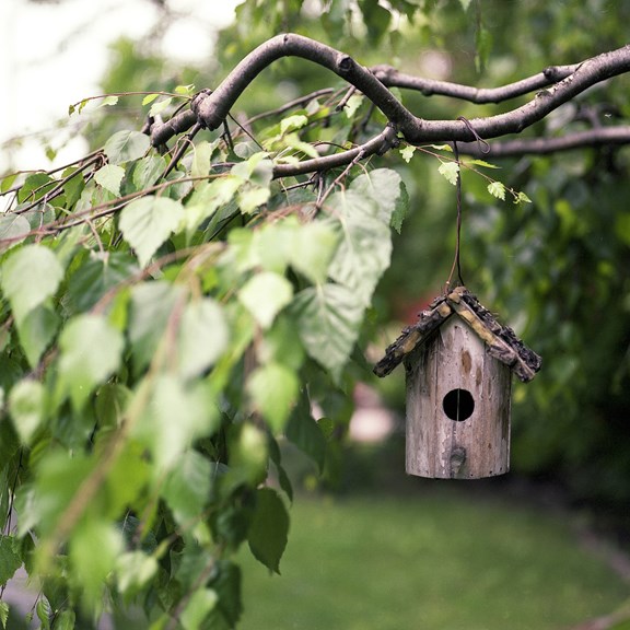 Birding- Adirondacks Tug Hill