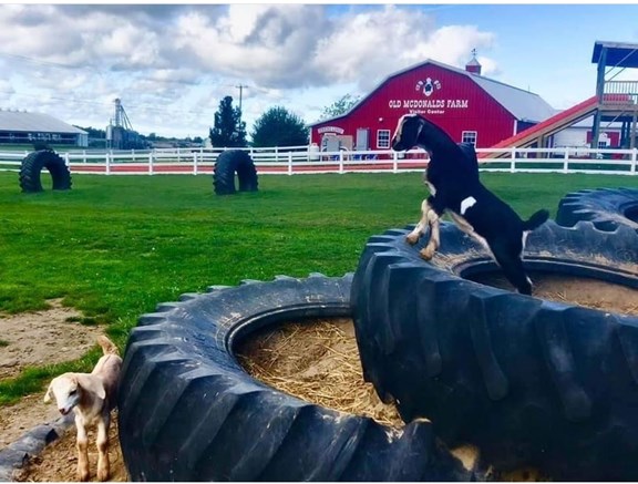 Old McDonald's Farm