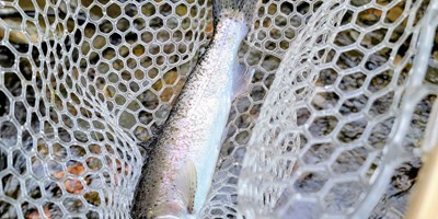 The Trout Opener Is Just Around the Bend