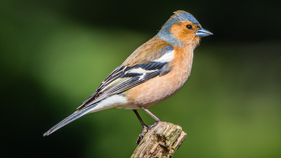 Mass Audubon's Pierpont Meadow Wildlife Sanctuary