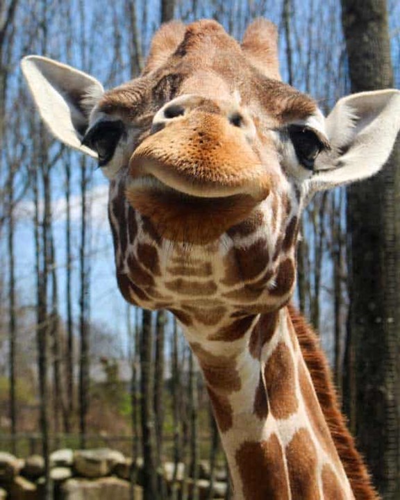 Southwick Zoo