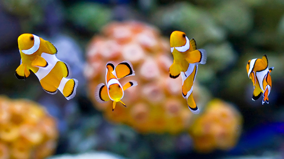 New England Aquarium