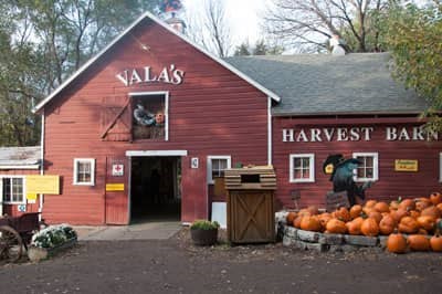Vala's Pumpkin Patch