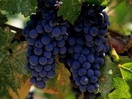 Chautauqua County Wine Trail