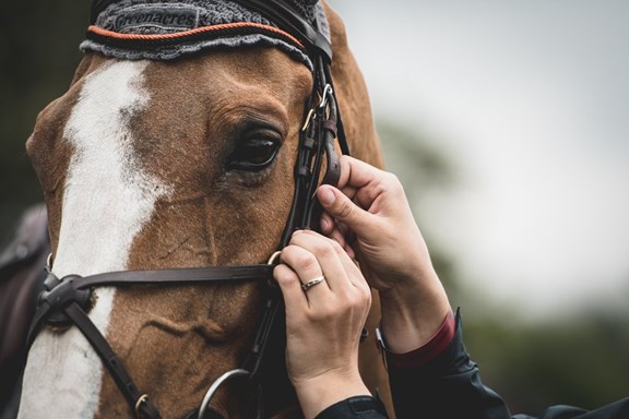 Double D.A.B. Riding Stables