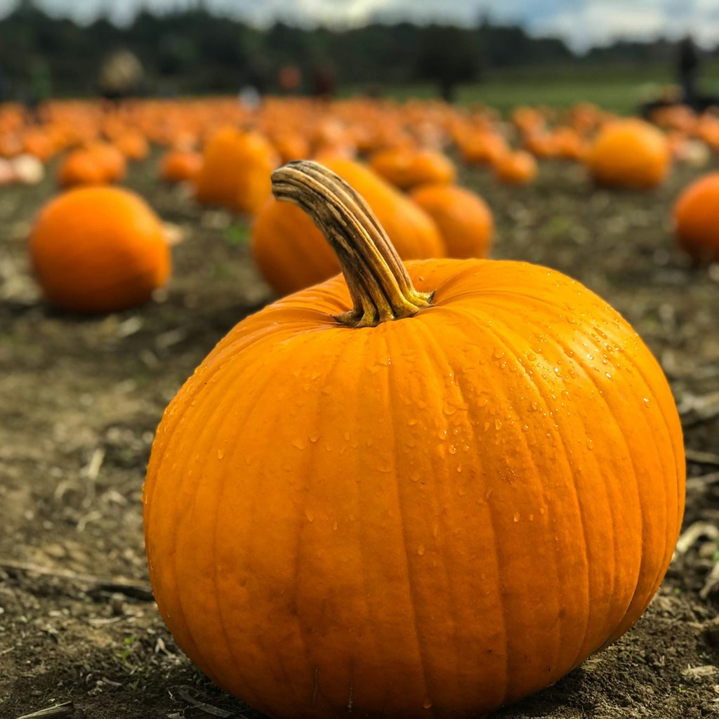 Embrace the Perfect Fall Getaway in Willcox, AZ