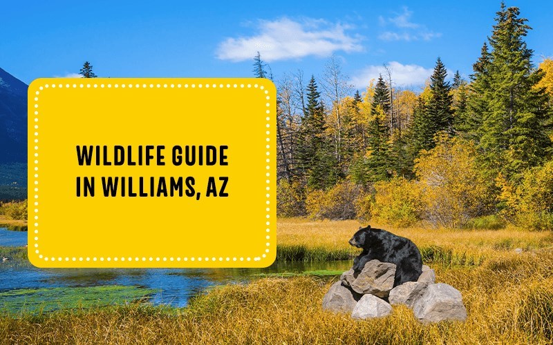 Wildlife Guide in Williams, AZ