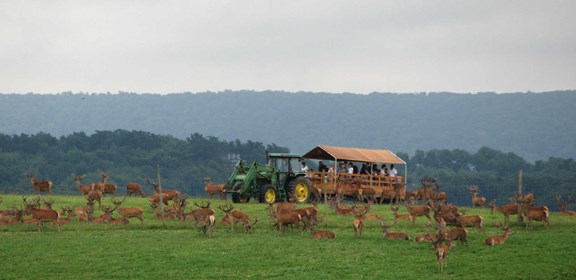 Rolling Hills Red Deer Farm