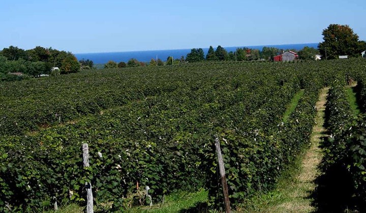 Beautiful Vineyards & Great Wine in Williamsport, PA