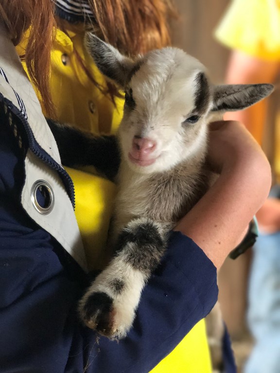 Petting Zoo