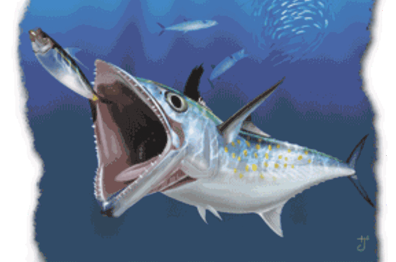 Spanish Mackerel Open Photo