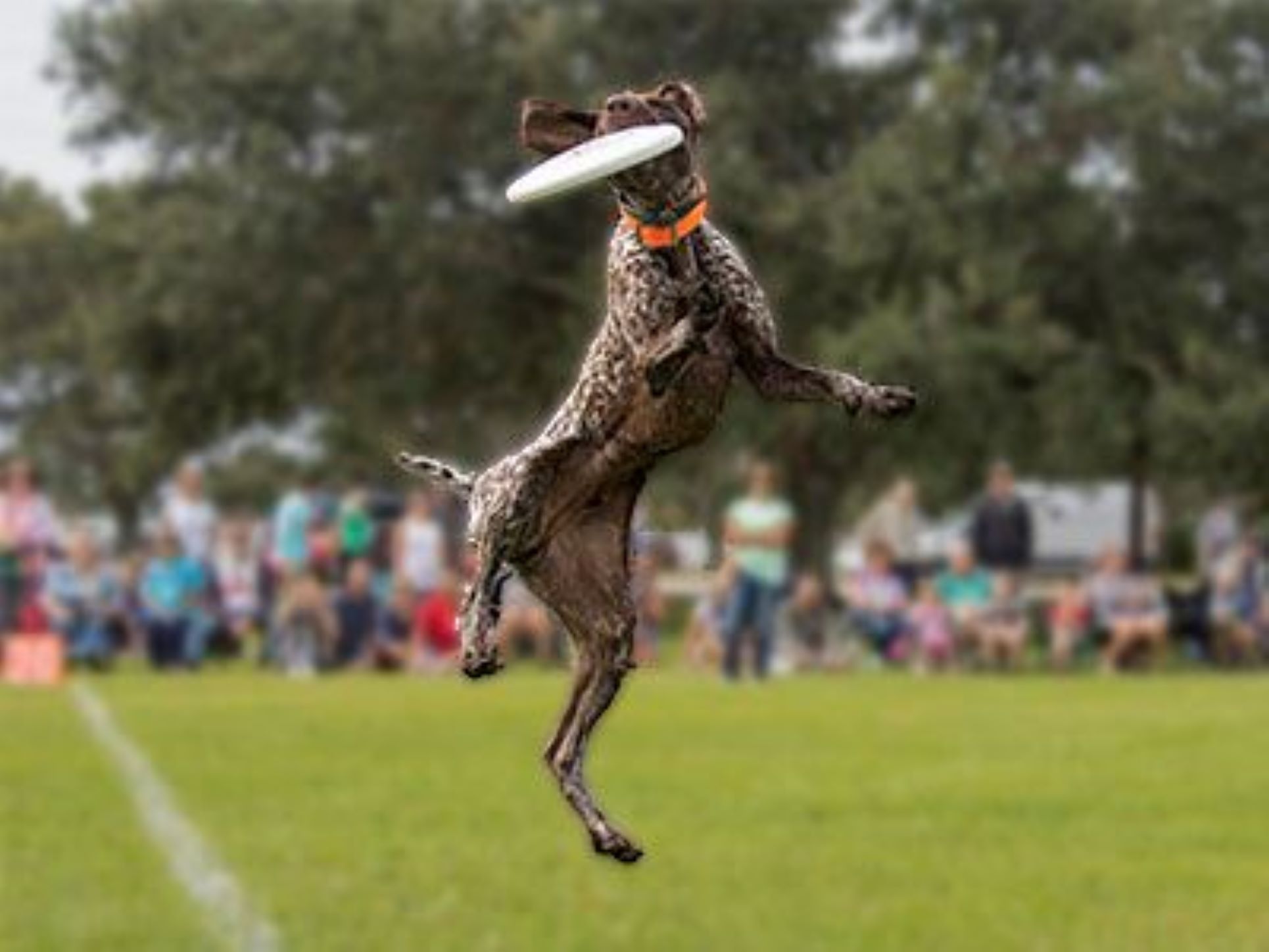 Bark in the Park Photo