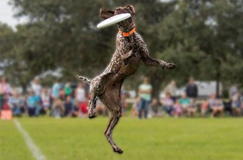 Bark in the Park Photo