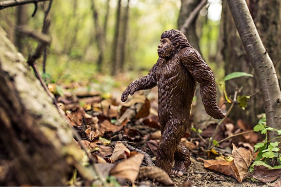 Bigfoot Sightings