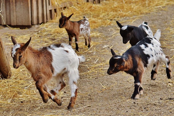 Lil' Bumpkin Play Village & Petting Farm