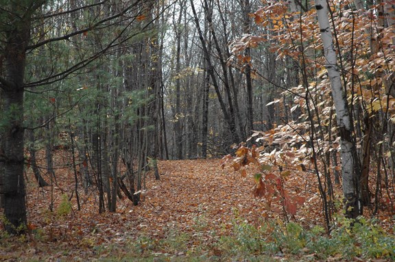 WOODED BICYCLE / TRECKING TRAIL!