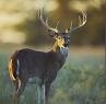 Hunting and Fishing