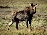 Moose Tours!