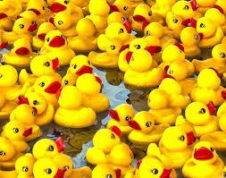 ANNUAL RUBBER DUCK REGATTA! Photo
