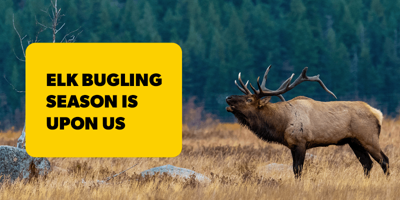 Elk Bugling Season Is Upon Us