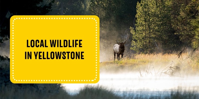 List of Wildlife in Yellowstone National Park