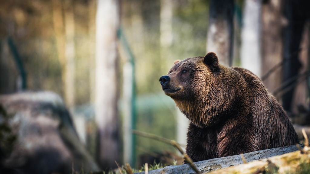 Bear Safety at Camp